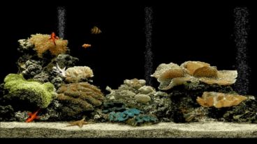 ড্রীম এক্যোরিয়াম চমৎকার  স্ক্রীনসেভার