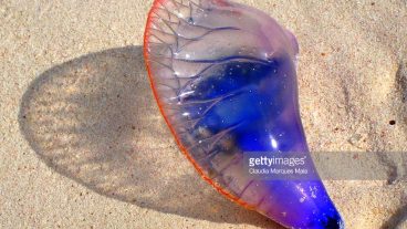 ফাইসালিয়া Physalia অনাগত আগামীর কাঙ্ক্ষিত আবাসন