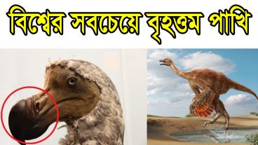 এলিফ্যান্ট বার্ড: বিশ্বের সবচেয়ে বৃহত্তম পাখি