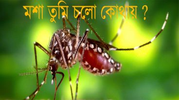 এবার মশা তারাবো মশার শব্দ দিয়ে এবার হ্যাক হবে মশা