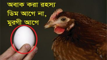 অবাক করা রহস্য ডিম আগে না মুরগী আগে
