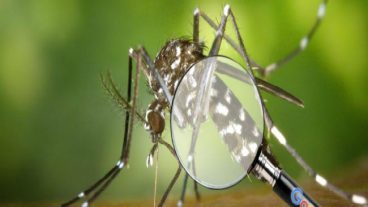 আর মশা থাকবে না মশক বংশ ধ্বংস করতে জোট বাঁধল গুগল ও মাইক্রোসফট