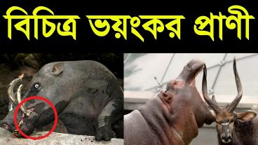 গহীন অরণ্যের বিচিত্র প্রাণীর গল্প