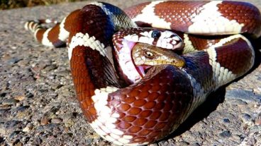 অ্যানাকোন্ডা vs অজগর কোনটা সবচেয়ে বড় সাপ? ভিডিওসহ