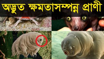 প্রাণীদের অসাধারণ ক্ষমতা