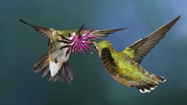 বিশ্বের সবচেয়ে ছোট পাখি হামিংবার্ড আকাশে উড়ন্ত অবস্থায় যৌন মিলন ঘটায় – ভিডিওসহ