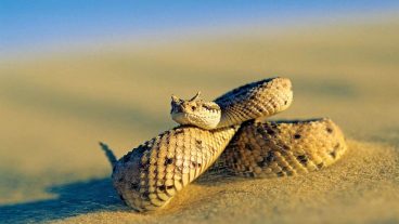 ভয়ংকর গতির ভাইপার সাপ সাইডওয়াইনডার র‍্যাটলস্নেক