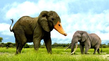 আমাদের দেশের হাতির চেয়ে দেড়গুণ বড় আফ্রিকান হাতি – Video