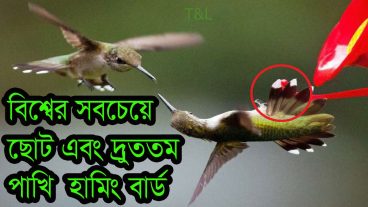 বিশ্বের সবচেয়ে ছোট এবং দ্রুততম পাখি হামিং বার্ড