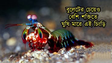 বুলেটের গতির চেয়েও দ্রুত ঘুষি মারে ময়ূর চিংড়ি – ভিডিওসহ