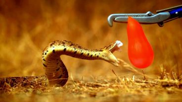 মরণঘাতী সাপ ডেথ অ্যাডার – ভিডিওসহ