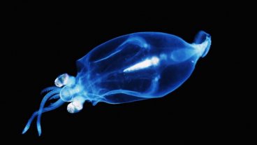 সমুদ্রের এলিয়েন গ্লাস স্কুইড – ভিডিওসহ