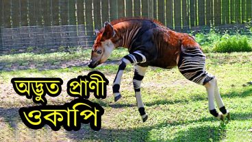 কি এই অদ্ভুত প্রাণী জেব্রা নাকি ঘোড়া? ভিডিওসহ