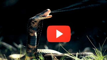 কিং কোবরা সাপের ভয়ংকর কামড়ে হাতিও মারা যায় – ভিডিওসহ