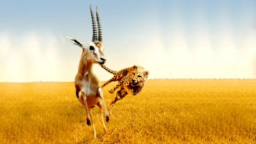 পৃথিবীর সবচেয়ে দ্রুততম পশু