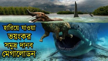 রাক্ষুসে মেগালোডন হারিয়ে যাওয়ার রহস্য