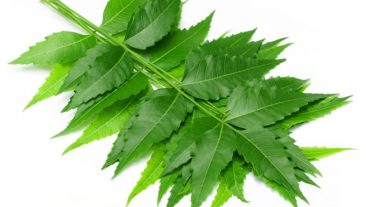 নিমের ফুল, পাতা, বাকল তেল ব্যবহার করে মানুষের প্রায় ১০০ রোগের চিকিৎসা করা হয়