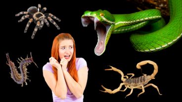 বিশ্বের সবথেকে বিষাক্ত ১০টি ভয়ংকর প্রাণী সম্পর্কে জানুনভিডিওসহ