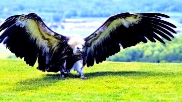 বিশ্বের সব থেকে বড় ১০টি পাখি দেখুন ভিডিও