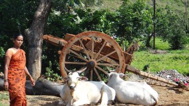 মানবদেহে পশুপাখির রোগ আসছে অবাধে, রোগ নিয়ন্ত্রণ নানা চ্যালেঞ্জের মুখোমুখি