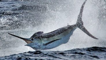 দ্রুতগামী ১০টি সামুদ্রিক মাছ