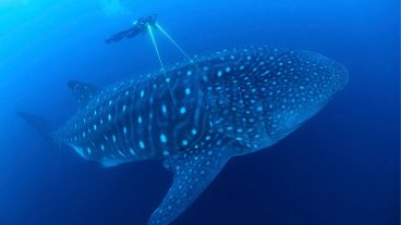 মহাসাগরের সর্ব বৃহৎ মাছ