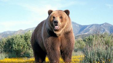 প্রাণী জগতের অবাক করা ১০ টি তথ্য!