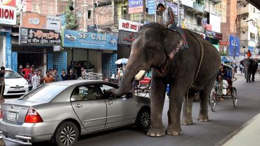 হাতি দিয়ে চাঁদাবাজি