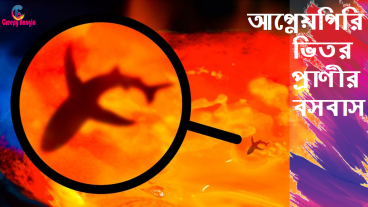 আগ্নেয়গিরির ভিতর কোন ধরনের প্রাণী বসবাস করে?