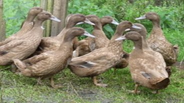 হাঁস পালনের মাধ্যমে বেকারত্ব দূর করূন পর্ব-২