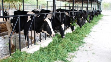 কম দামের গাভী ক্রয় করুন [Low price cow]