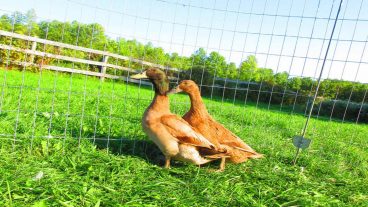 হাঁস পালনের মাধ্যমে বেকারত্ব দূর করূন পর্ব-৫