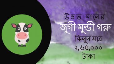 জুগী মুন্ডী গরু দেখুন