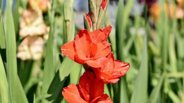 গ্লাডিওলাসের উৎপাদন প্রযুক্তি