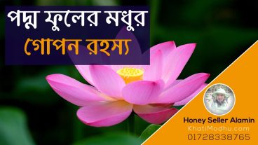 ভিডিও সহ পদ্ম ফুলের মধু নামে বাজারে চলছে ভেজাল মধুর রমরমা বিজনেস