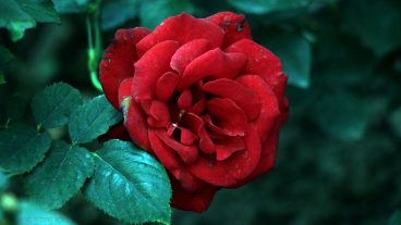 » প্রকৃতির ছবি, দেশের ছবি ক্যানন ক্যামেরায় তোলা-২