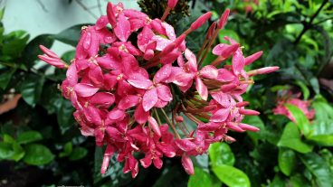 » স্নিগ্ধতার প্রতিচ্ছবিজলের আয়নায় দেখি মুগ্ধতা মোবাইলগ্রাফী