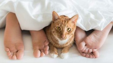 ‘বাসর ঘরে বিড়াল মারা’ এই কথাটি দিয়ে কী বোঝানো হয়? এই বাক্যাংশটি চালু হওয়ার পিছনে ইতিহাস কী?