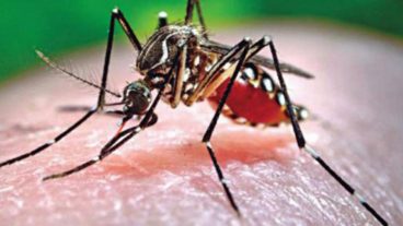 ডেঙ্গুঃ এ রিভেঞ্জ অফ ন্যাচার