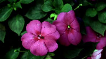 » গাঁও গেরামের ছবি মোবাইলগ্রাফী-৩৬