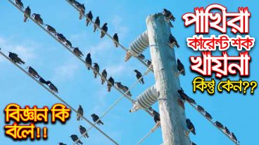 পাখিরা বিদ্যুৎ শক খায় না – কিন্তু কেন? Why birds do not shock the Electricity