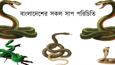 বাংলাদেশের সকল সাপের তালিকা ও বিবরণ