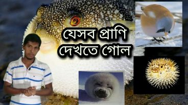 অদ্ভত সব ভয়ানক সুন্দর গোল গোল প্রাণি