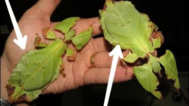 এই প্রাণী গুলো আসলেই আছে