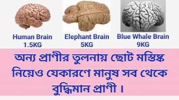 মানুষ কেন সব থেকে বুদ্ধিমান প্রাণী