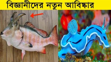 বিজ্ঞানীদের আবিষ্কার করা অদ্ভুত প্রজাতির প্রাণী যা আপনাকে অবাক করবে