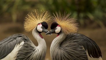 ফ্রি ওয়ালপেপার ডাউনলোড করতে পারেন