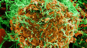 করোনার ভাইরাসের মধ্যেই  ইবোলা ভাইরাস এর মহামারি দেখা দিল