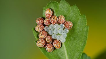 টিস্যুtisu