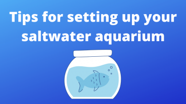 Tips for setting up your saltwater aquarium
